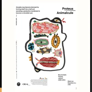 Alternative view of Proteus Animalcule