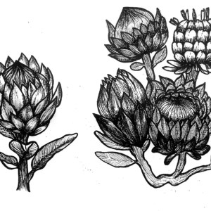 Lihat Kebunku, Penuh dengan Bunga - Sugarbushes- by Lucyanna