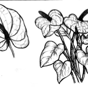 Lihat Kebunku, Penuh dengan Bunga -  Flamingo (Anthurium)- by Lucyanna