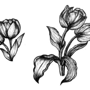 Lihat Kebunku, Penuh dengan Bunga -  Tulip- by Lucyanna
