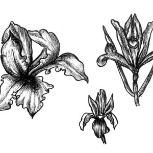 Lihat Kebunku, Penuh dengan Bunga - Iris- by Lucyanna